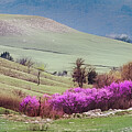 Redbud Gulch
