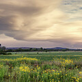 Summer Field Of The Flint Hills